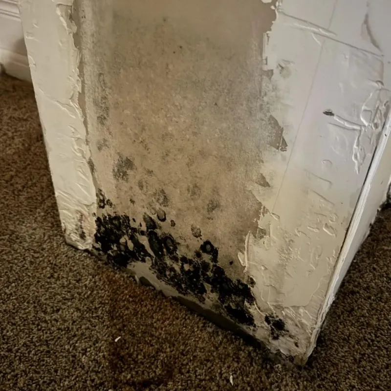 Professional Mold Removal in Pinellas Park, FL
